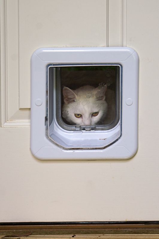 Electronic Cat Doors