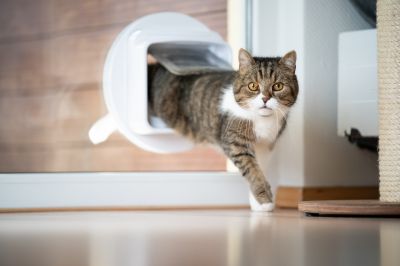 Products For Cat Door Installations in use